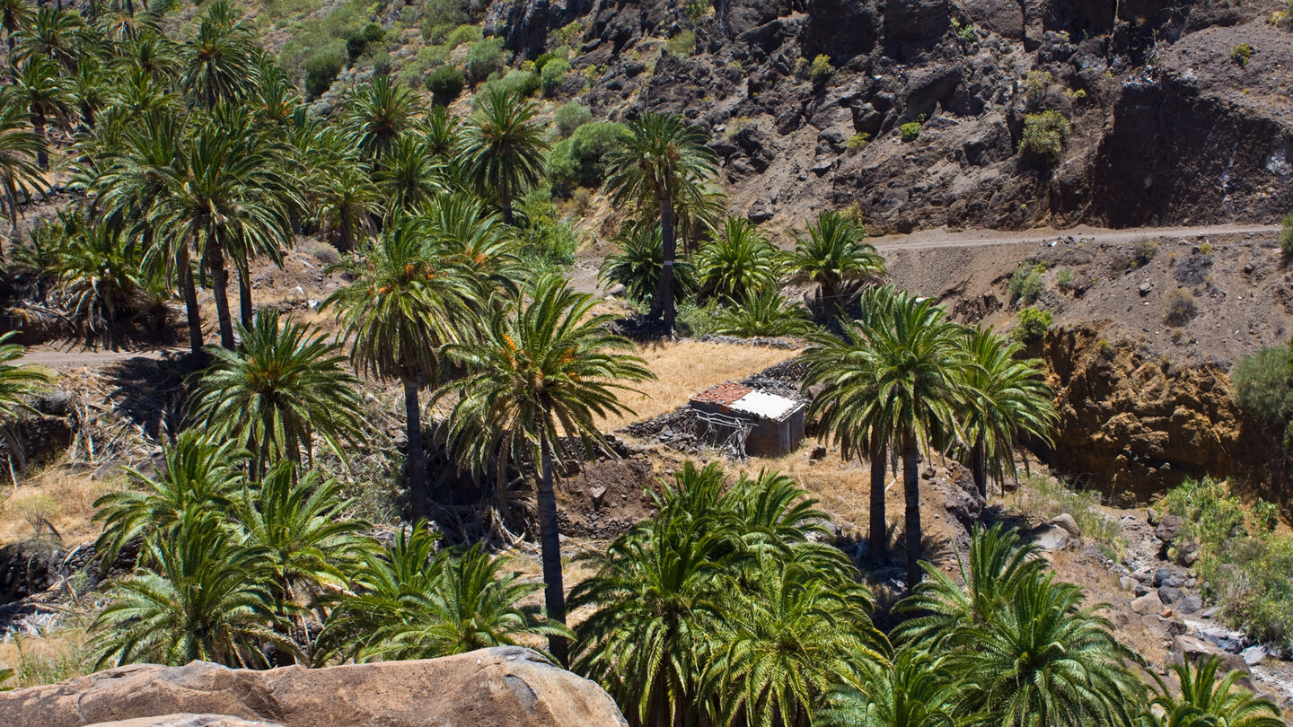 Blick über die Palmenhaine von Tazo auf La Gomera