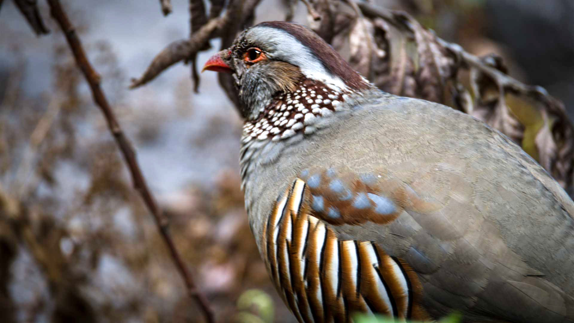 Felsenhuhn (Alectoris barbara) 