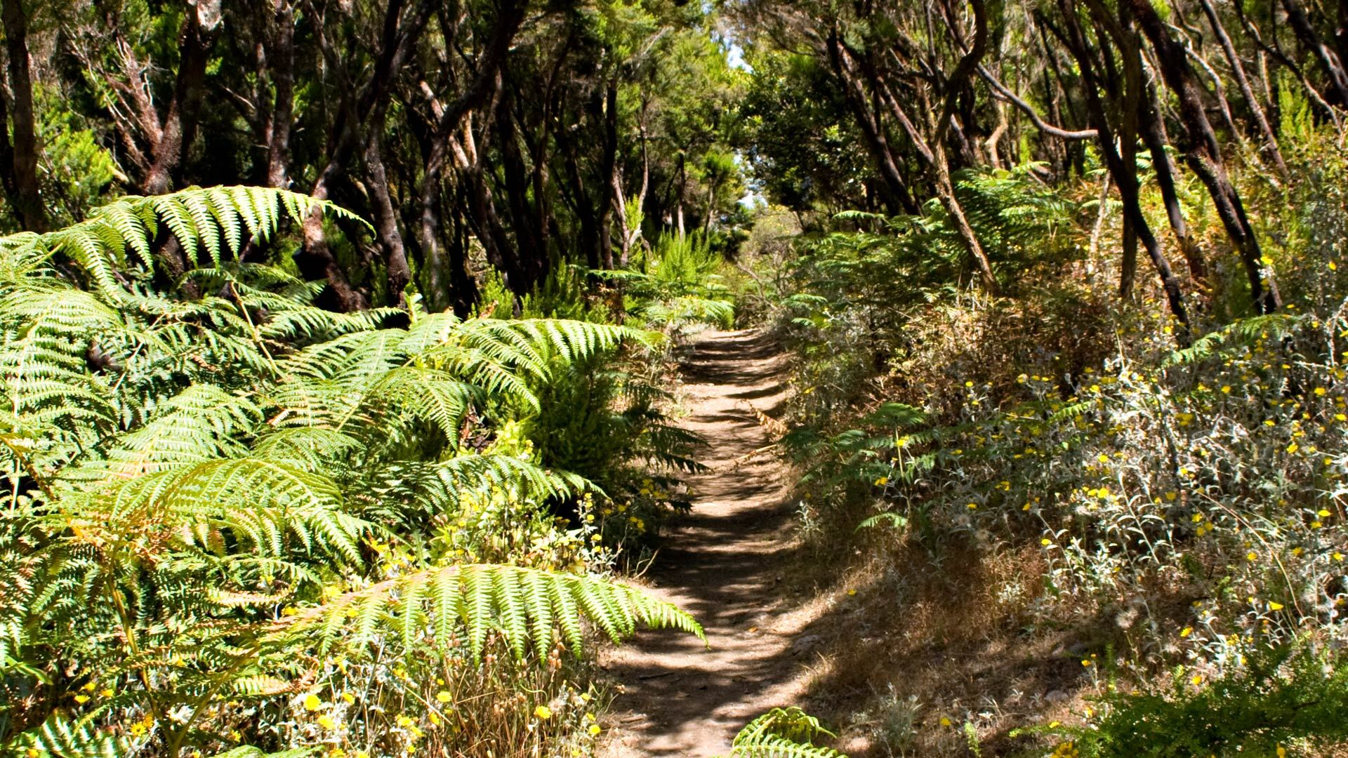 La Gomera, Wanderparadies mit vielfältigen Landschaften von Garajonay bis zur Küste.