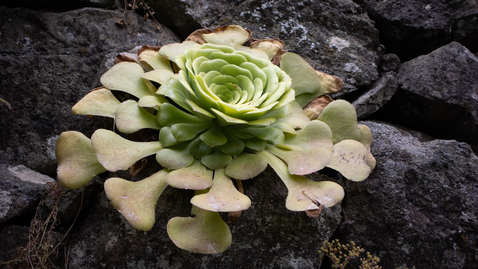 Ein Aeonium entfaltet seine symmetrische Blattrosette an der alten Steinmauer entlang der Ruta 15.
