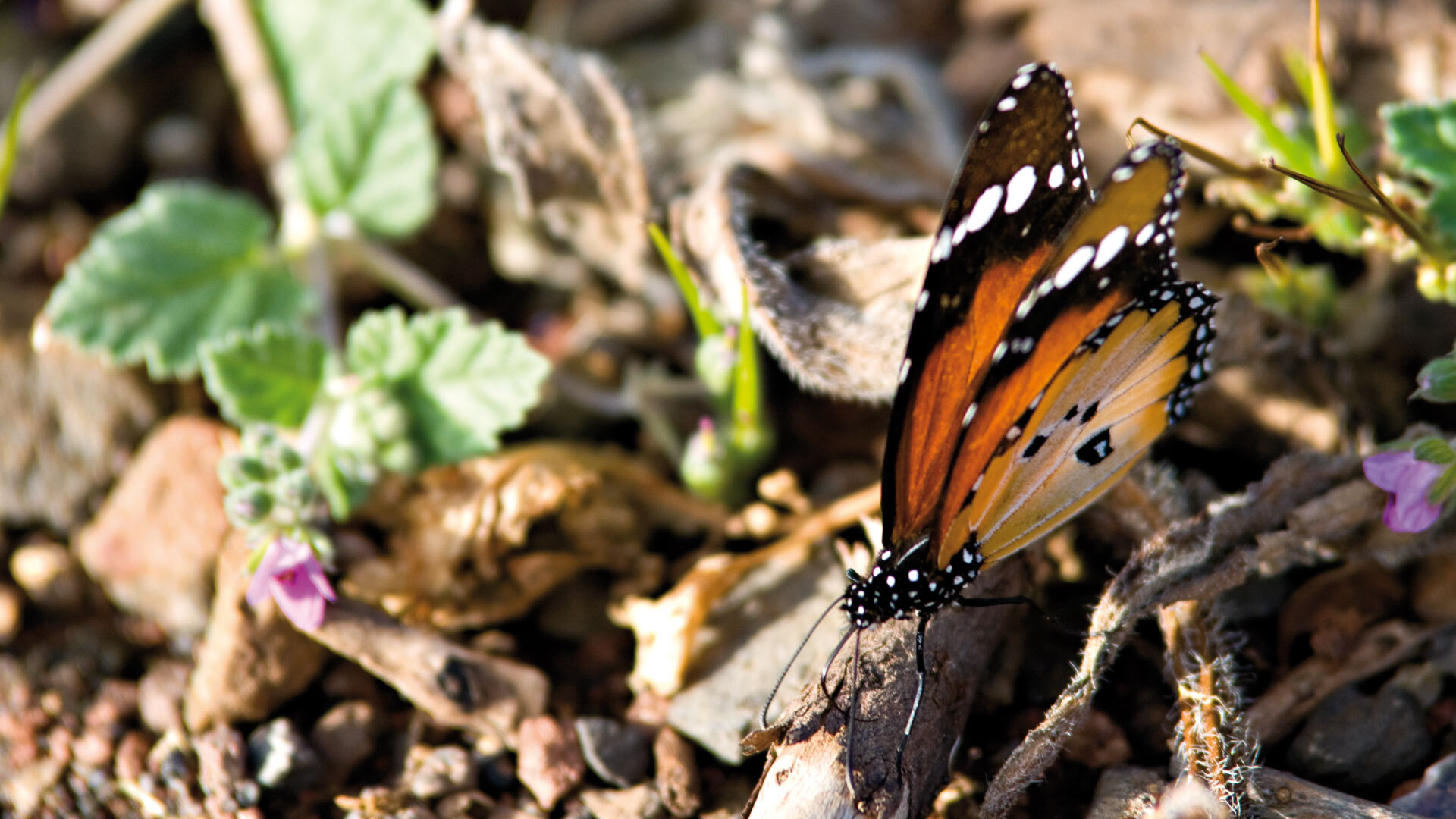 Monarchfalter im Naturpark Majona, La Gomera.