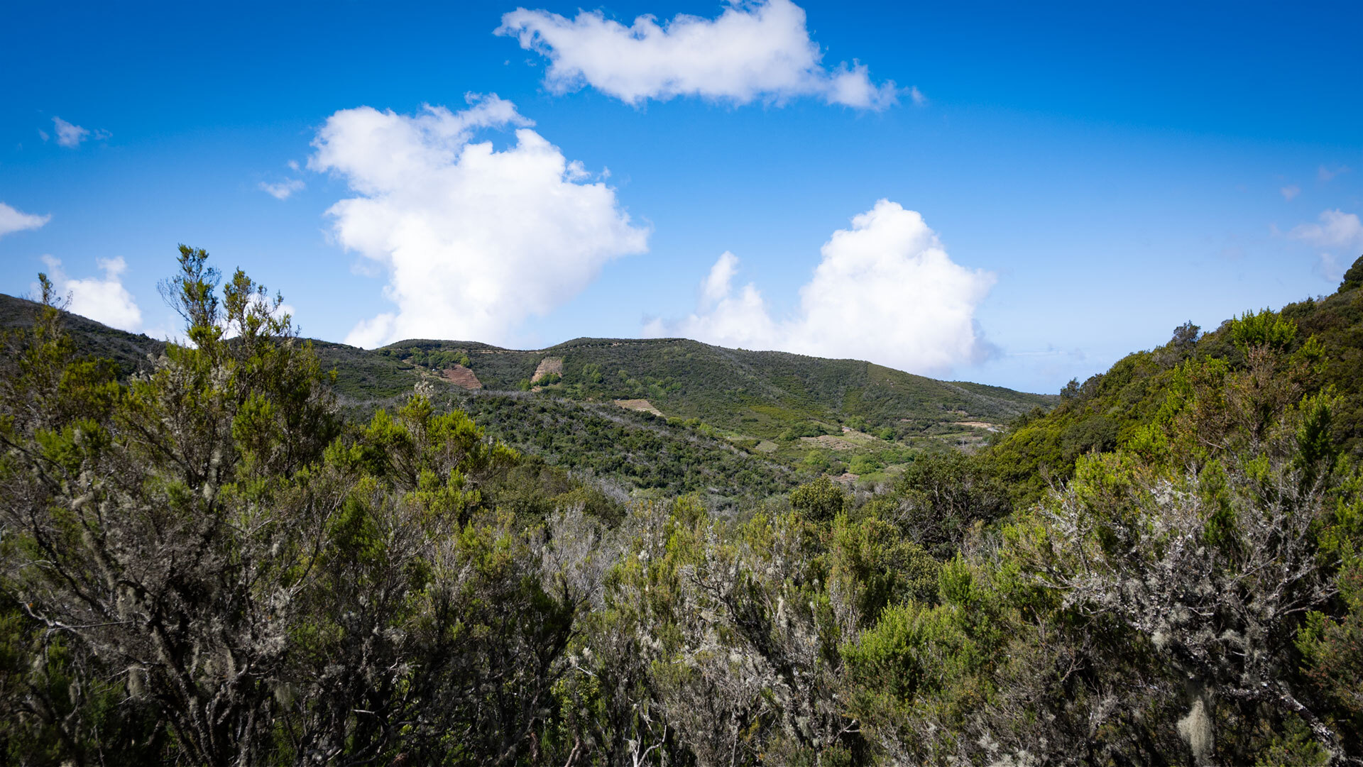 Der Ausblick über den Lorbeerwald bei Laguna Grande