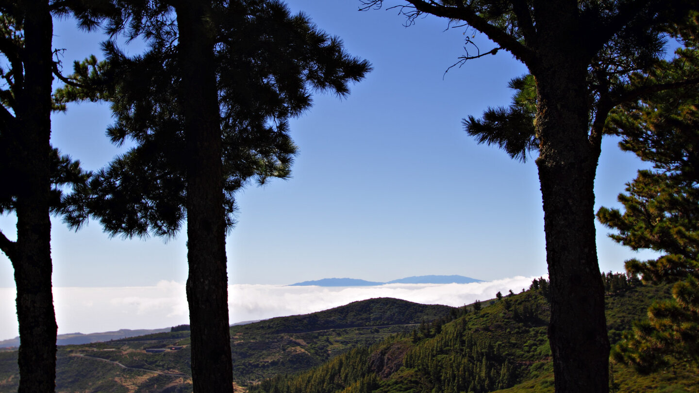 Zwischen schwarzen Kiefernstämmen zeigt sich vom Mirador Igualero ein Wolkenmeer mit La Palma am Horizont.