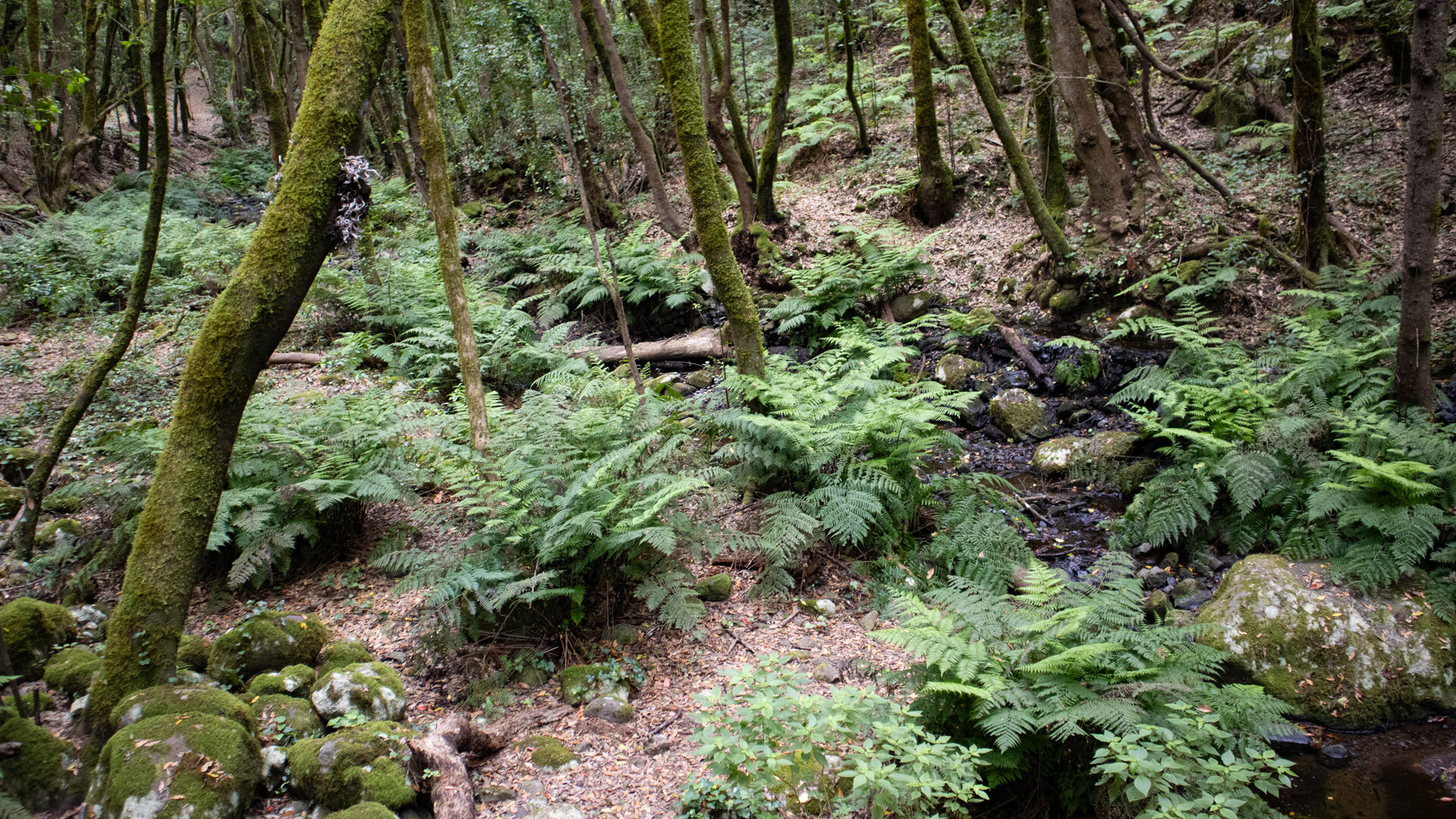 Der Bachlauf im Barranco del Cedro führt durch dichten Lorbeerwald auf La Gomera.
