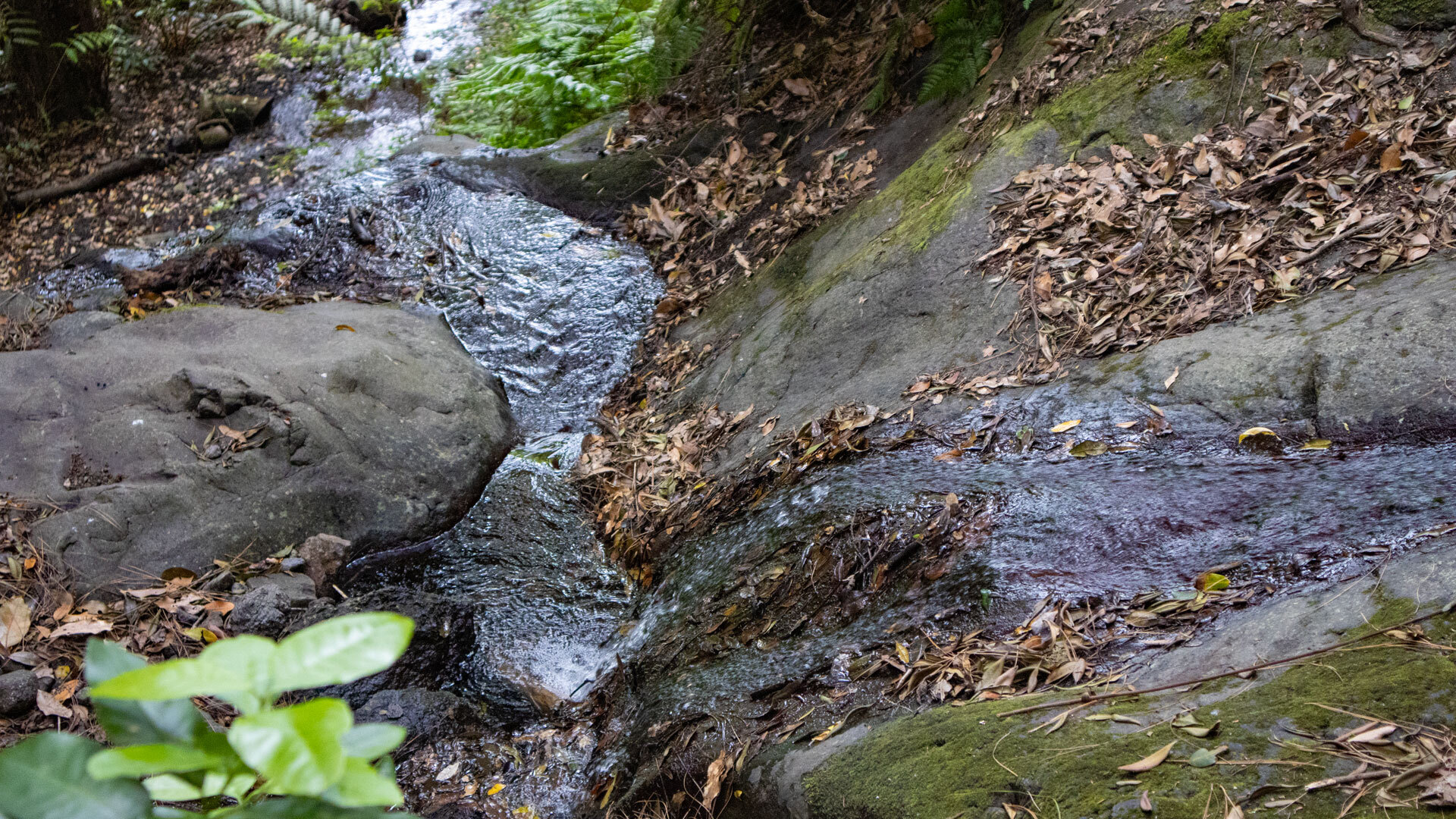 Kleiner Wasserlauf über Felsstufen im Barranco del Rejo auf La Gomera, umgeben von Laub und Farnen.