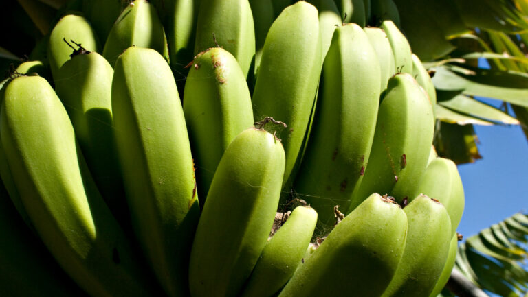 Die Bananenkultur prägt seit Generationen die grünen Täler La Gomeras.