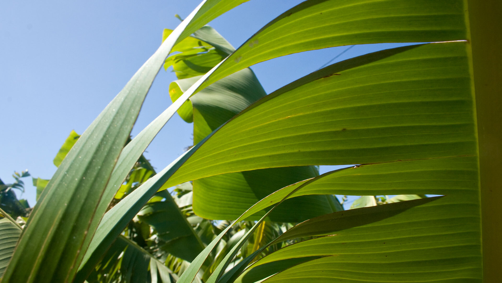 Bananenplantagen auf La Gomera, typisch für die fruchtbaren Täler der Insel.