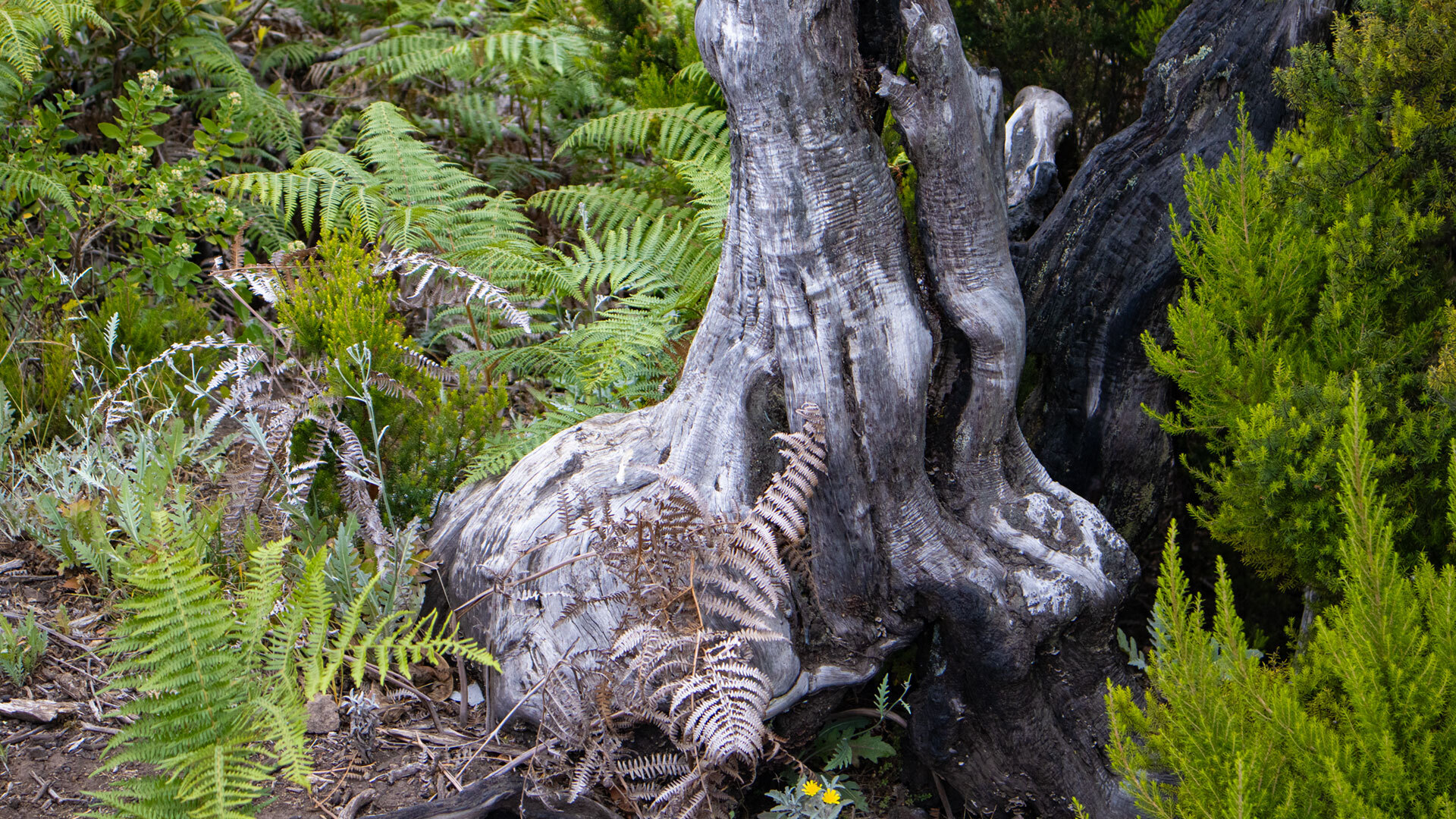 Ein lebendiges Fossil – Lorbeerwald im Nationalpark Garajonay