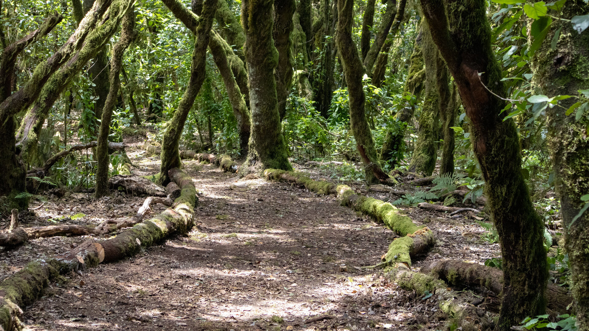 Liegende Baumstämme säumen den Weg der Ruta 12 im verwunschenen Lorbeerwald.
