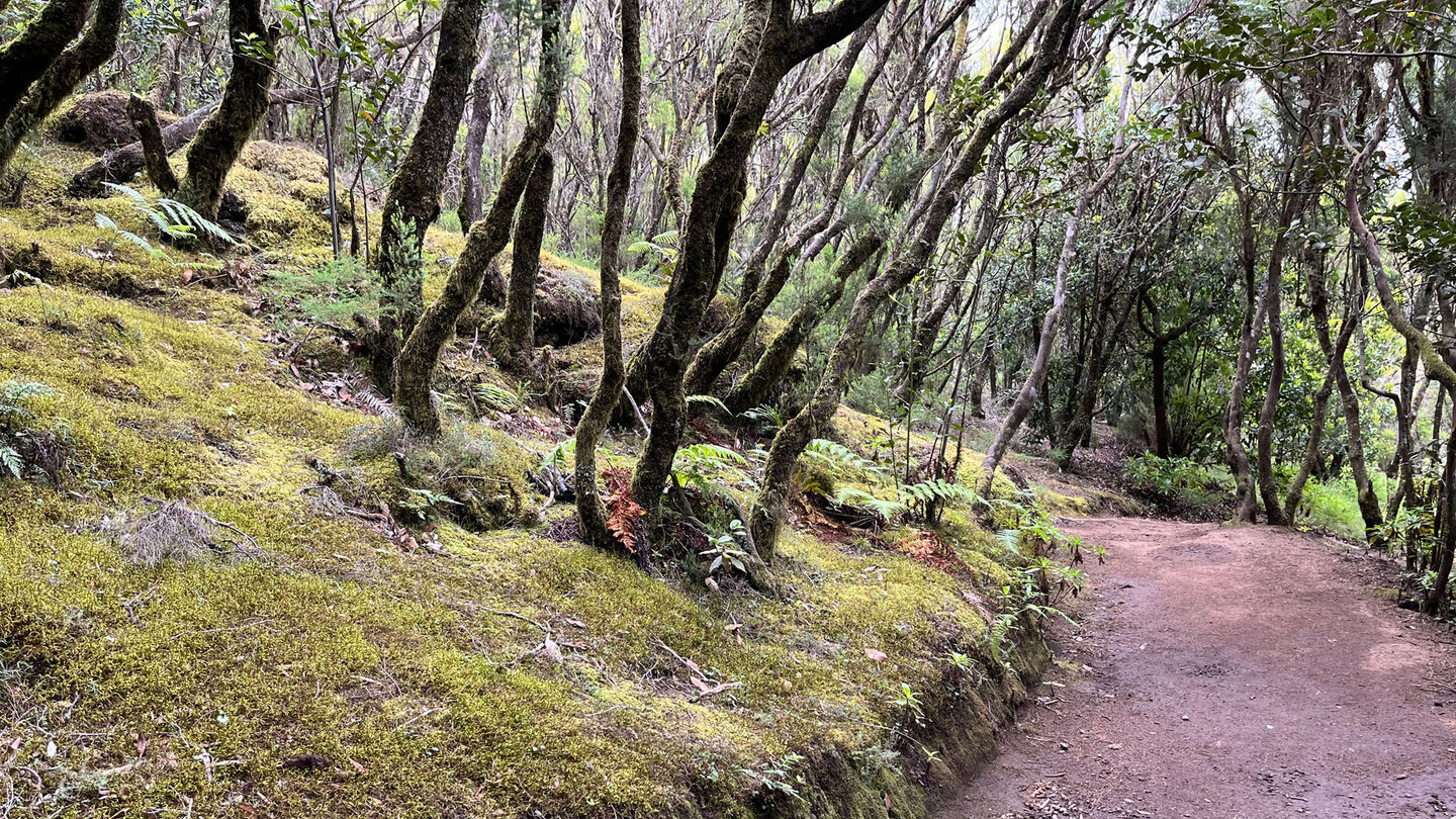bemooster Waldboden am Wanderweg Ruta 17.