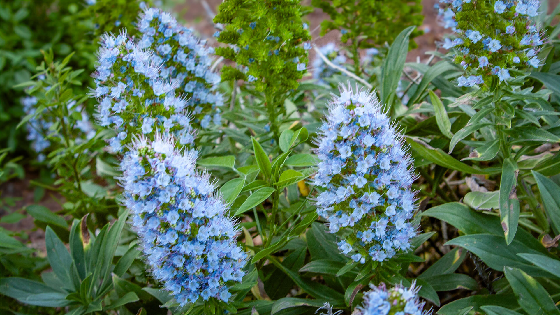 Blauer Natternkopf auf La Gomera
