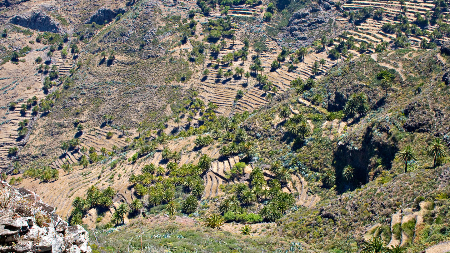 die Terrassenfelder im Barranco de Juan de Vera vom Aussichtspunkt Mirador Degollada de Peraza