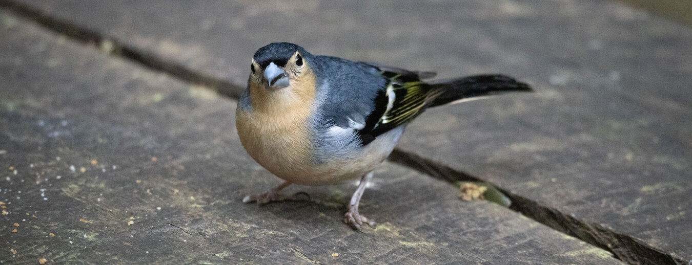 Buchfink bei der Kapelle Ermita de Lourdes im Garajonay Nationalpark