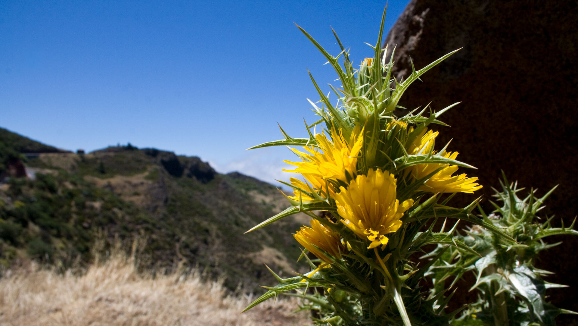 Einzelne Blüten trotzen im Sommer der Trockenheit und setzen stille Farbakzente auf La Gomera.