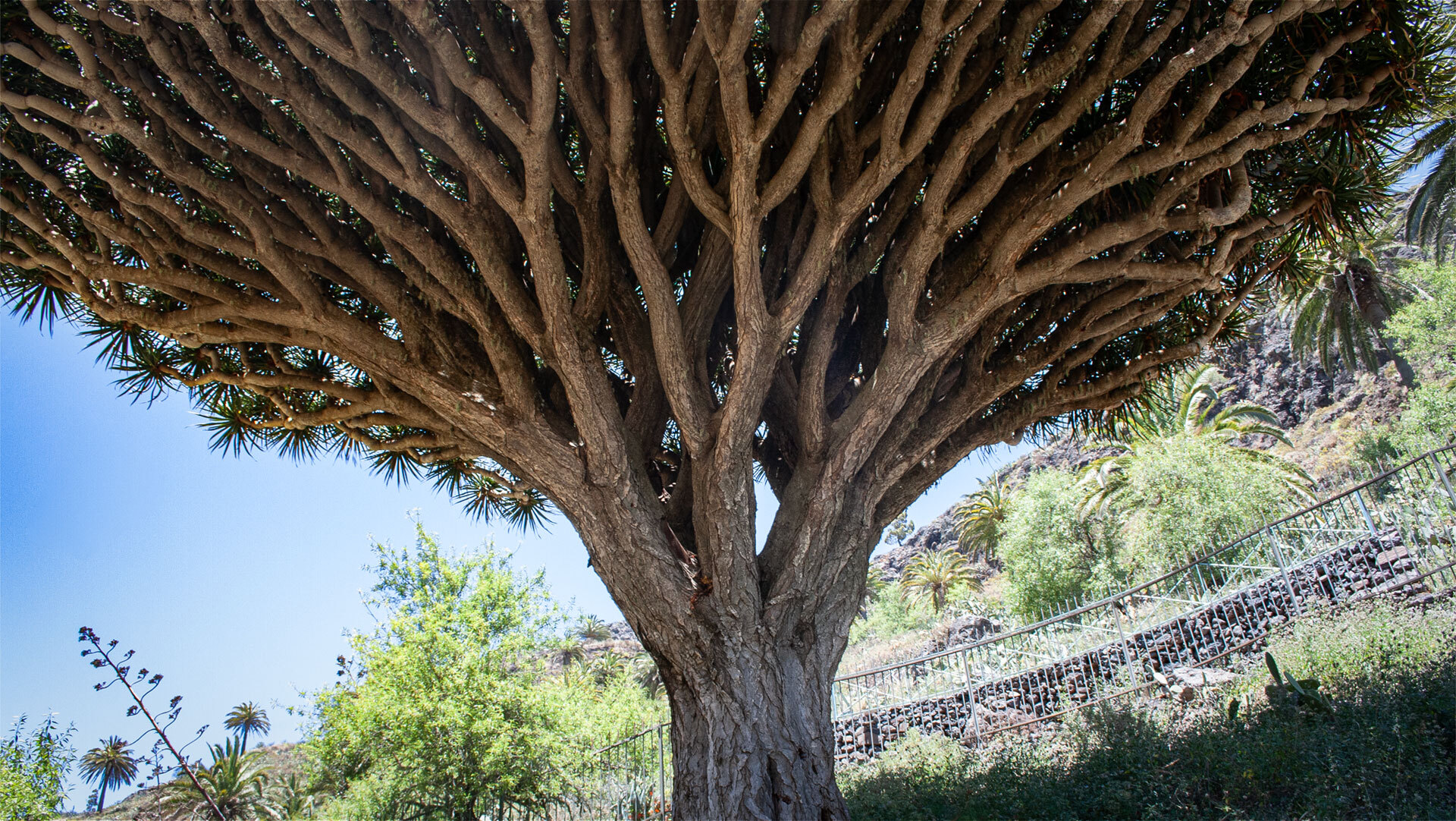 Der mächtige Drachenbaum von Imada breitet seine knorrigen Äste wie ein Schirm über die Landschaft.