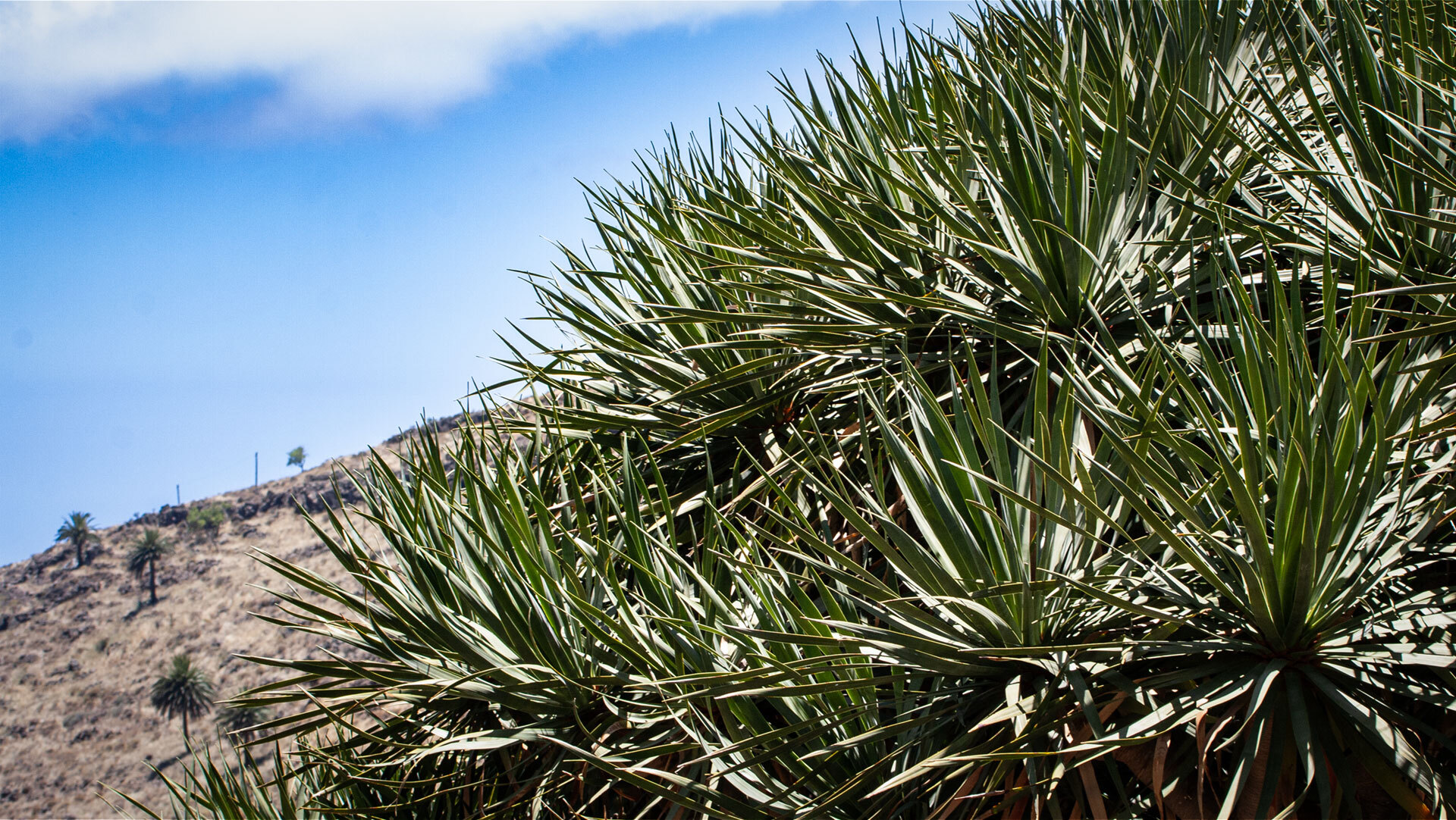 Drachenbaum bei Imada, La Gomera.