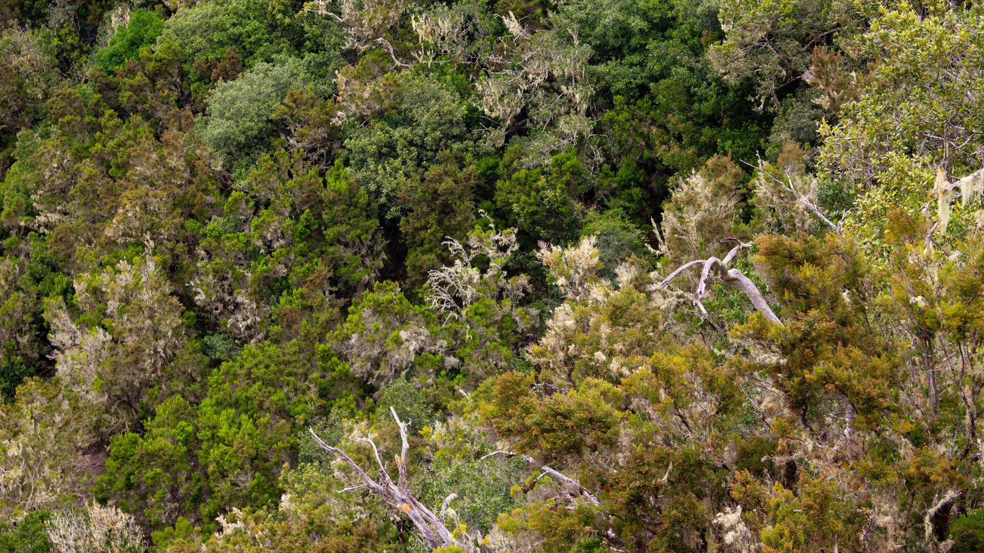 Fayal-Brezal-Wald bei El Bailadero, Nebelwald aus Baumheide und Gagelstrauch, La Gomera.