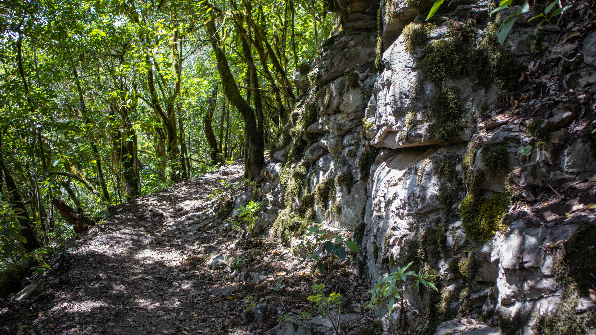 bequeme Route durch Baumheide-Sträucher am Wanderweg Cañada de Jorge