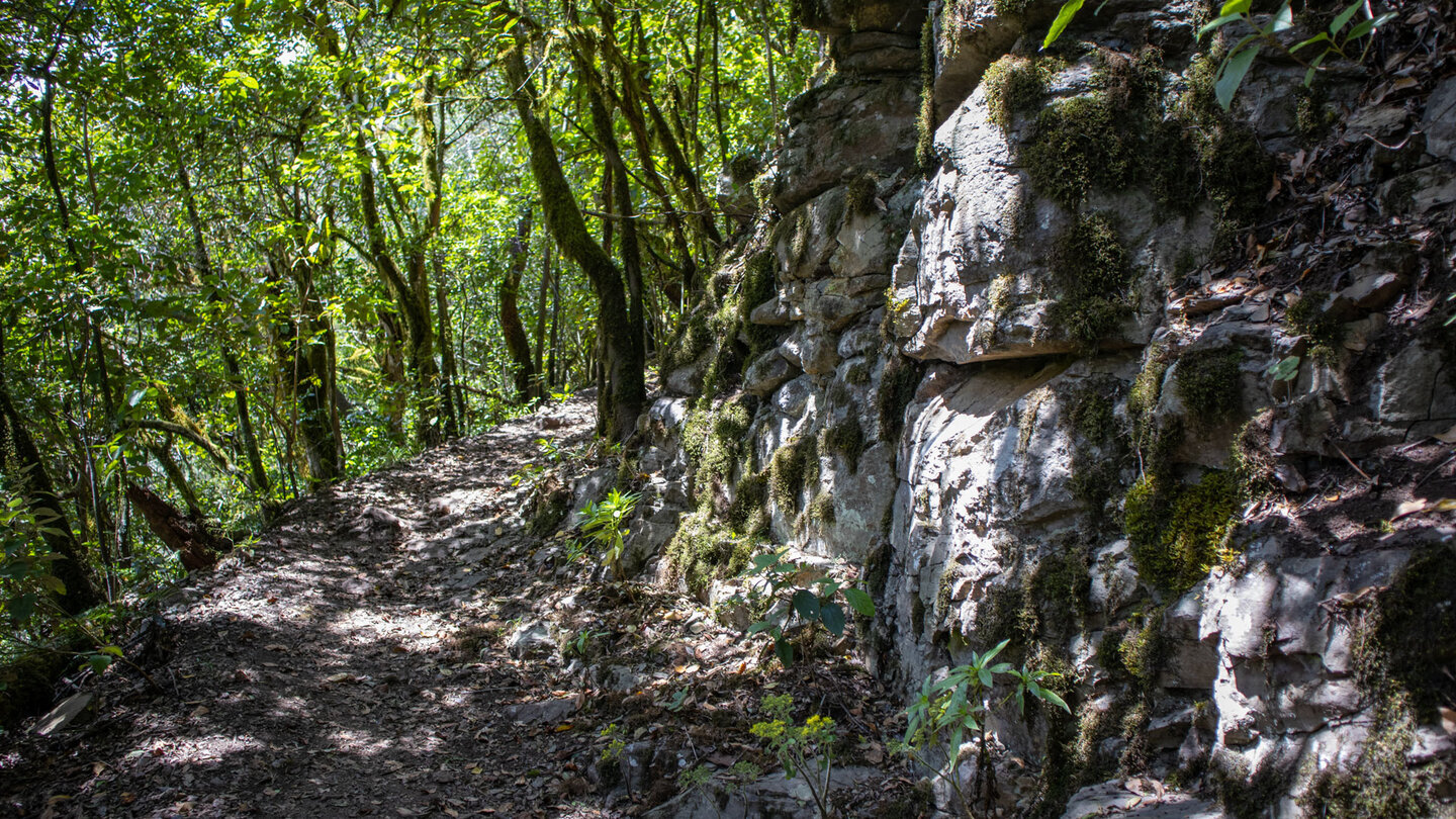 bequeme Route durch Baumheide-Sträucher am Wanderweg Cañada de Jorge