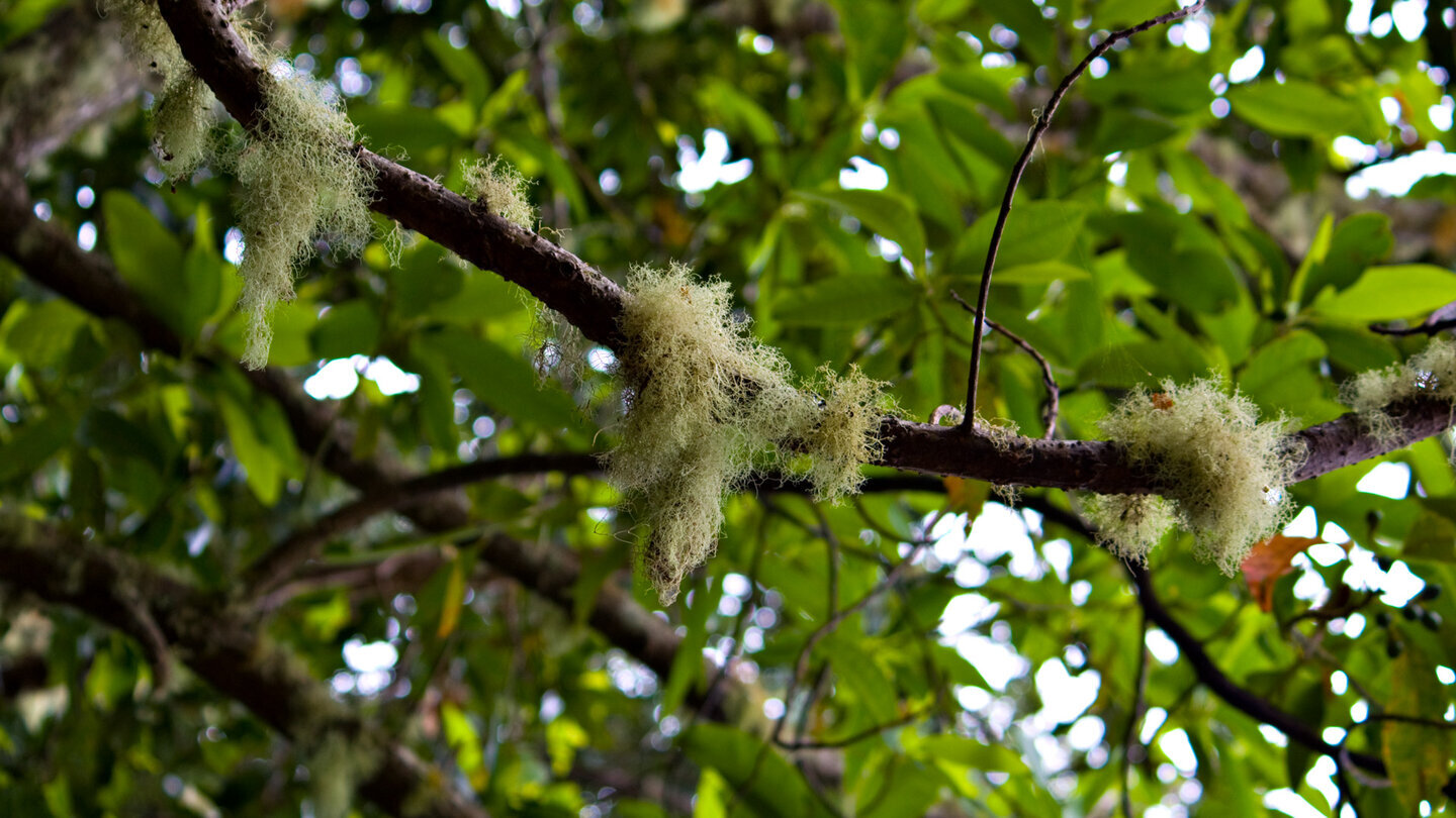 Flechten bei der Quelle Chorros de Epina auf La Gomera