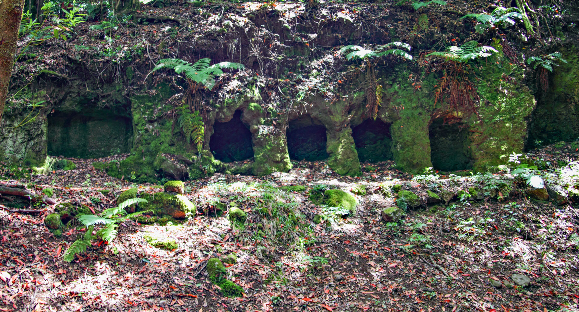 Die alten Wassergalerien Las Mimbreras liegen wie dunkle Höhlenöffnungen im moosbewachsenen Fels des Lorbeerwaldes.