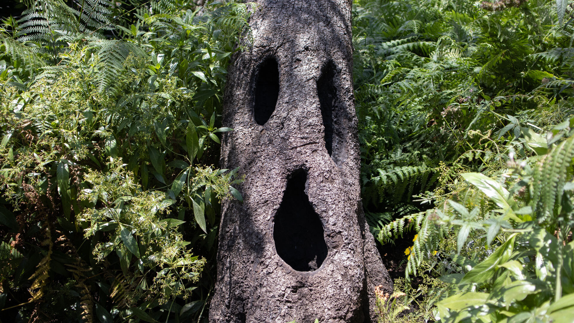 Der Gespensterbaum an der Ruta 5 bei Las Creces, mit gesichtsähnlichen Höhlungen im knorrigen Stamm