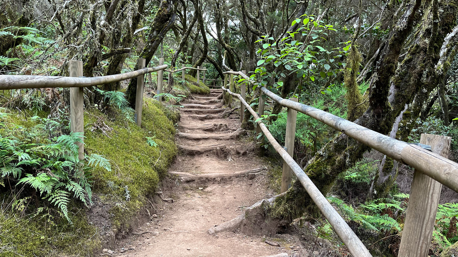 Wanderwege im Nationalpark Grajonay