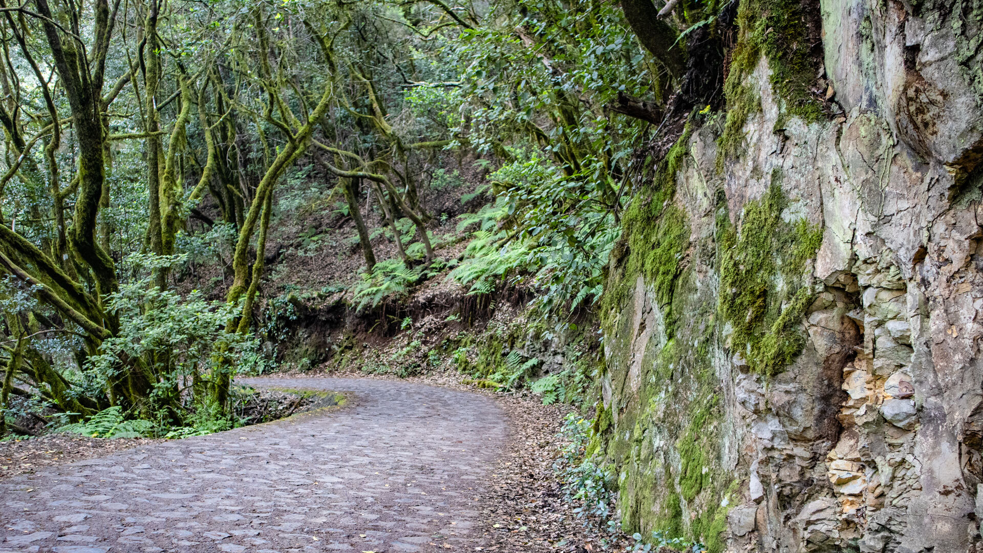 Gepflasterter Wanderweg entlang einer moosbewachsenen Felswand am Reventón Oscuro