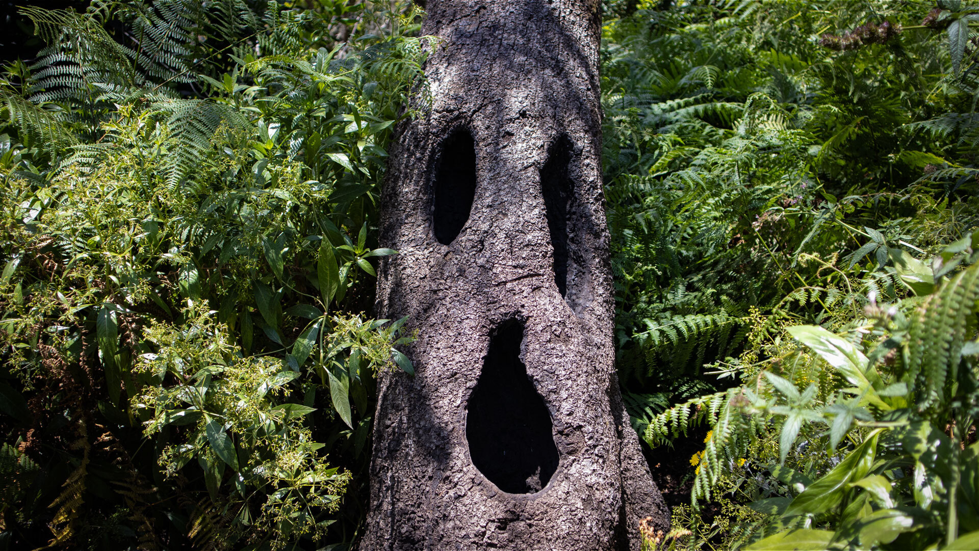 Gespensterbaum, Ruta 5, Garajonay, La Gomera – knorrige Baumgestalt.