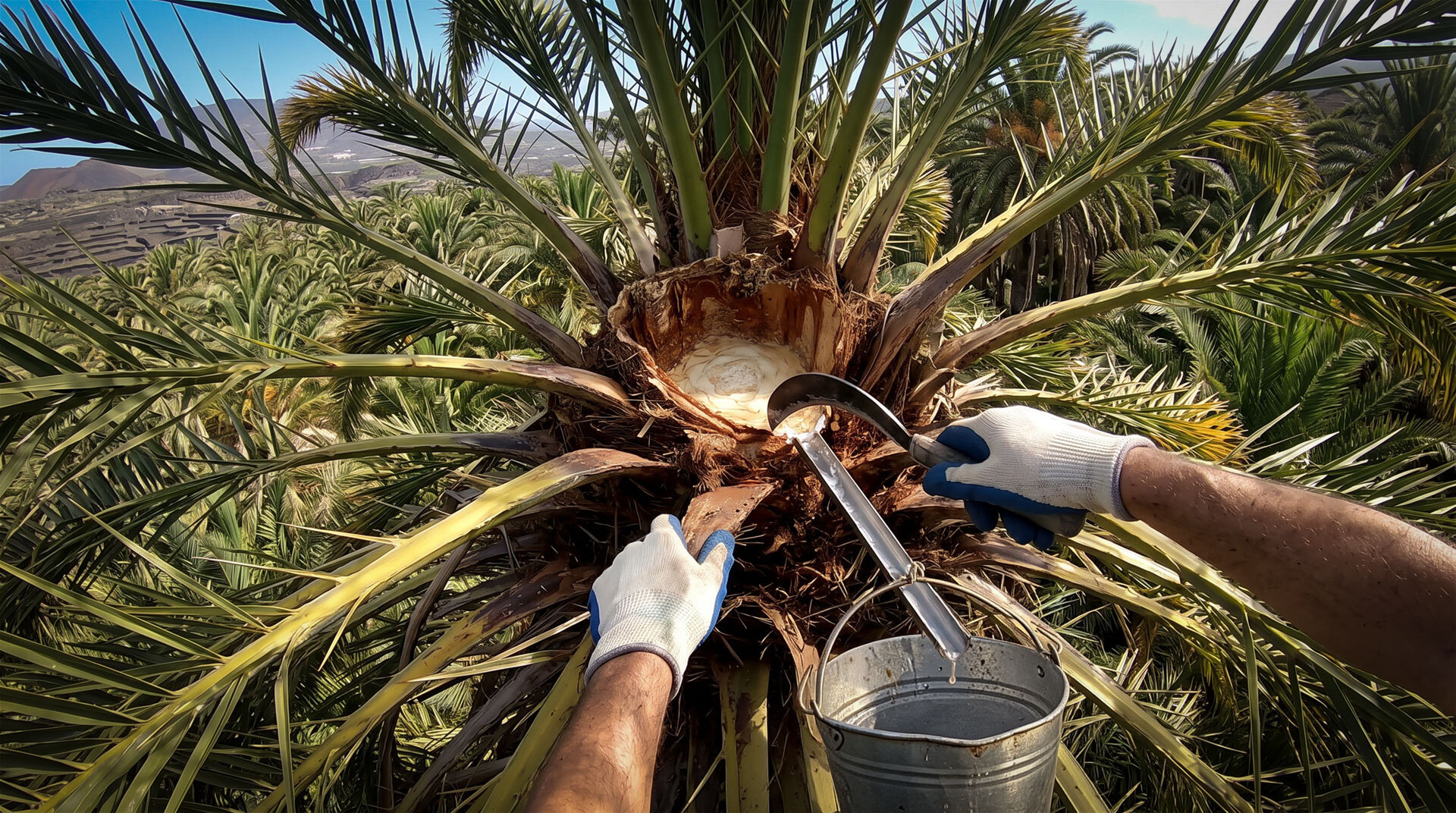 Guarapo-Gewinnung in der Palmenkrone – traditionelles Handwerk auf La Gomera.