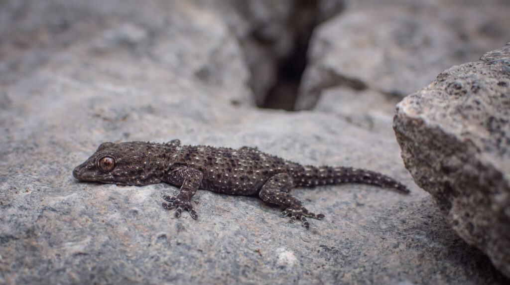Gomera-Gecko