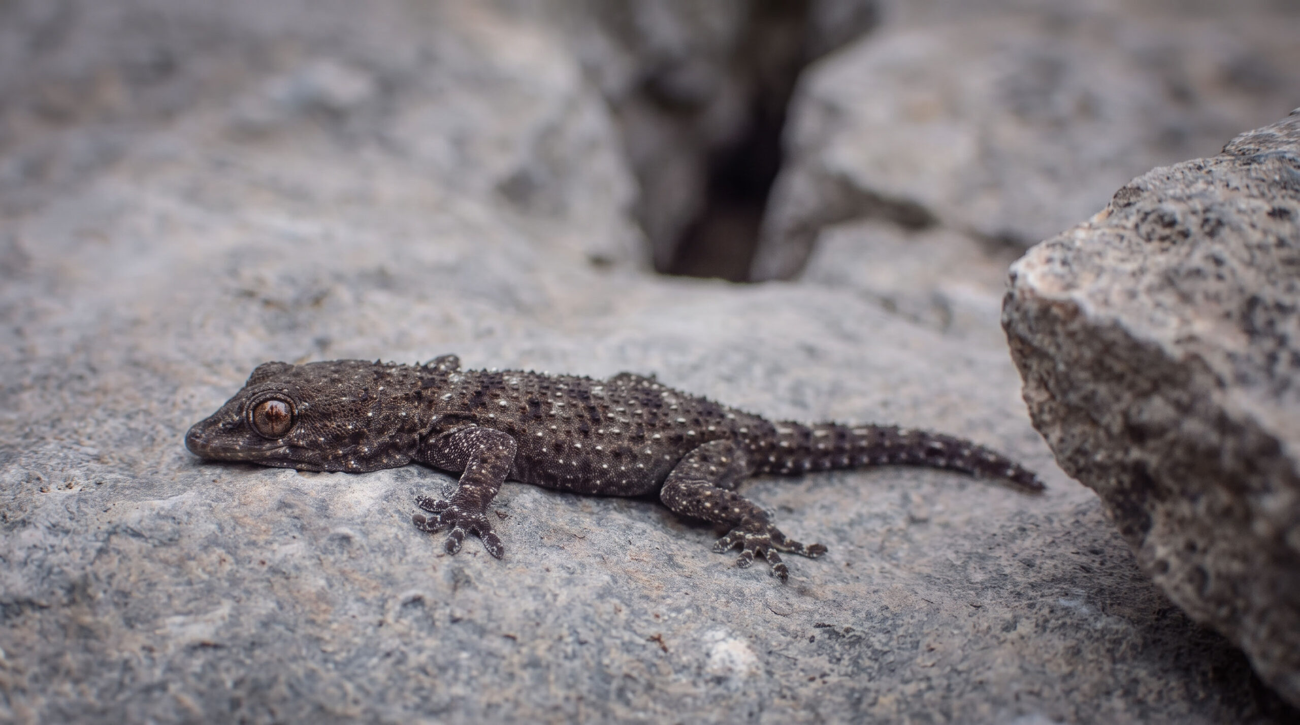 Gomera-Gecko auf sonnenwarmen Basaltfelsen der La Fortaleza.