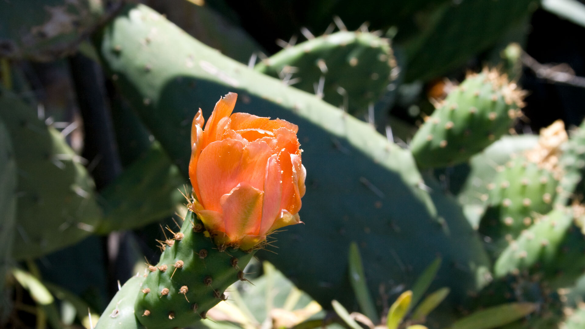 Orange Blüte der Feigenkaktee (Opuntia) im Frühsommer, Vorstufe der Kaktusfeige.