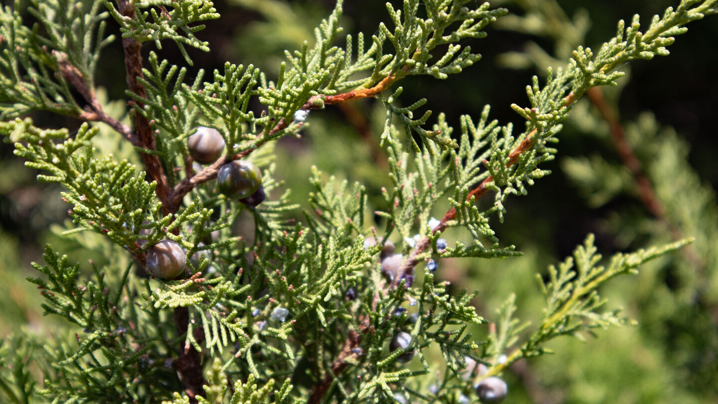 entlang der Wanderung finden sich zahlreiche Büsche des Zedern-Wacholder (Juniperus cedrus)