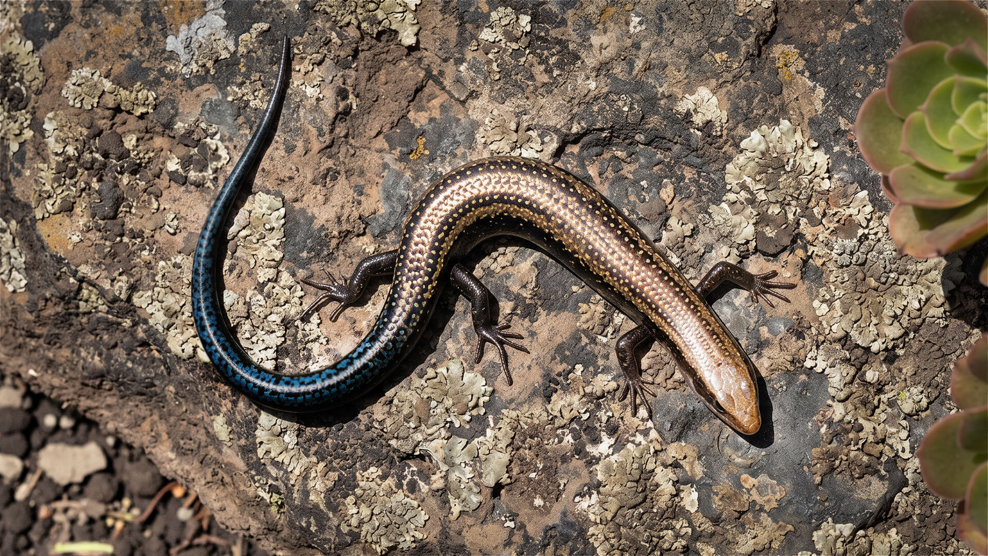 Der Kanarenskink hält sich meist verborgen unter Steinen und in der Laubschicht auf