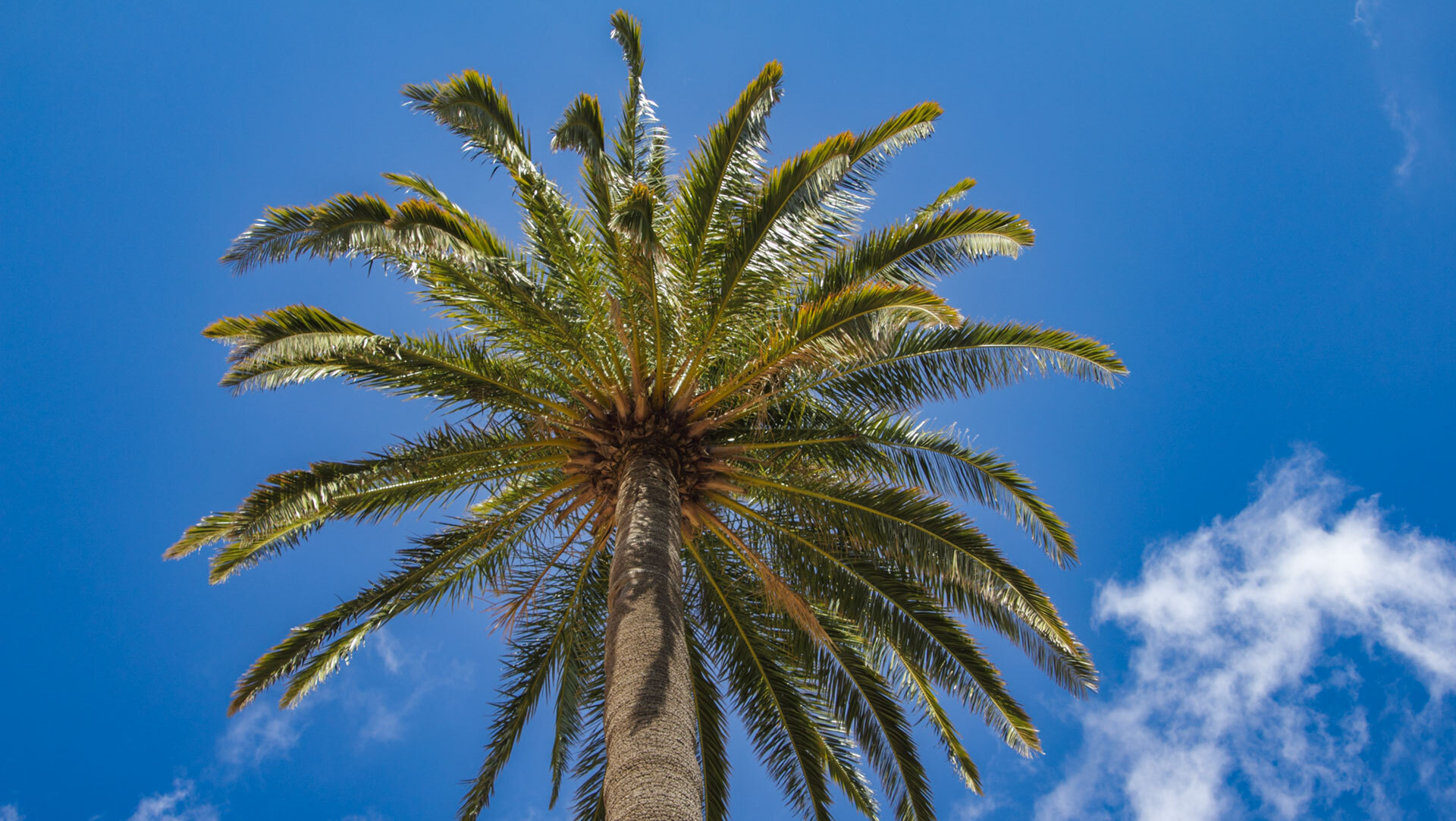 Phoenix canariensis – Kanarische Dattelpalme, Quelle des Guarapo-Palmsafts.