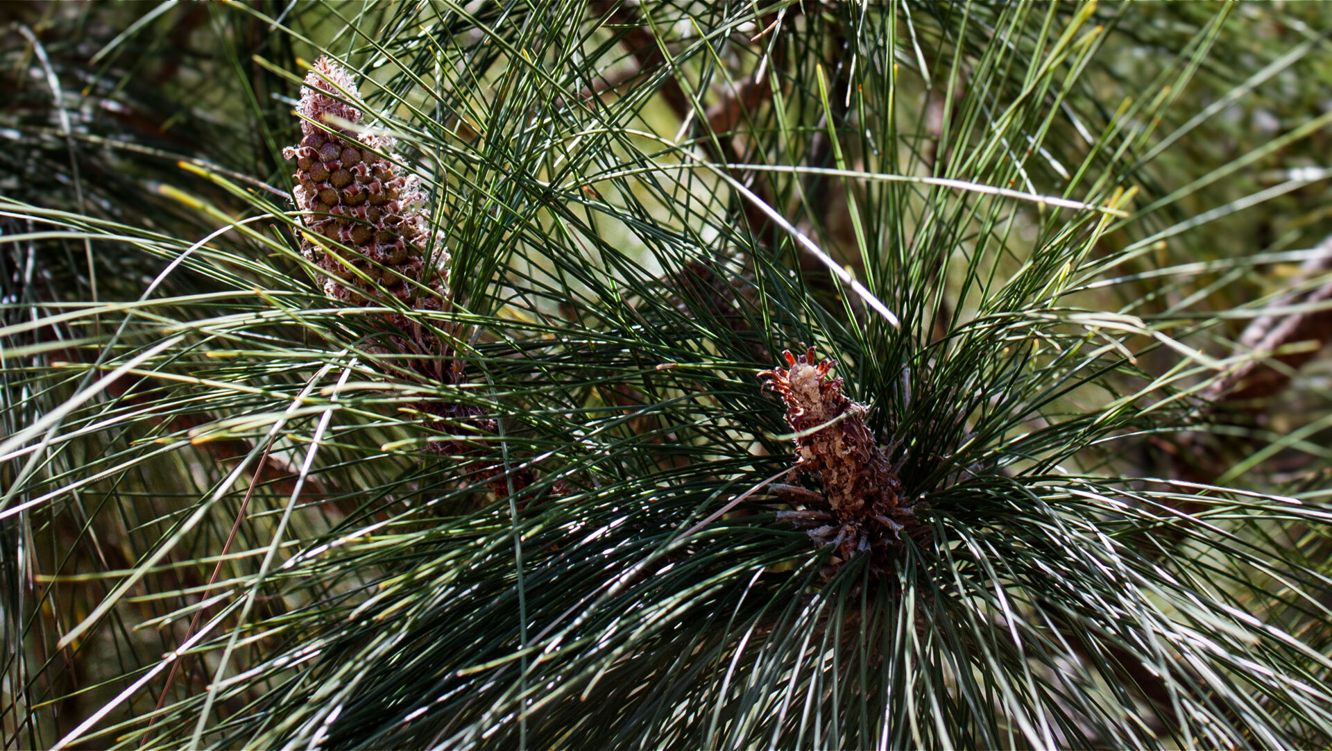 Kanarische Kiefer im Naturpark Majona, La Gomera.
