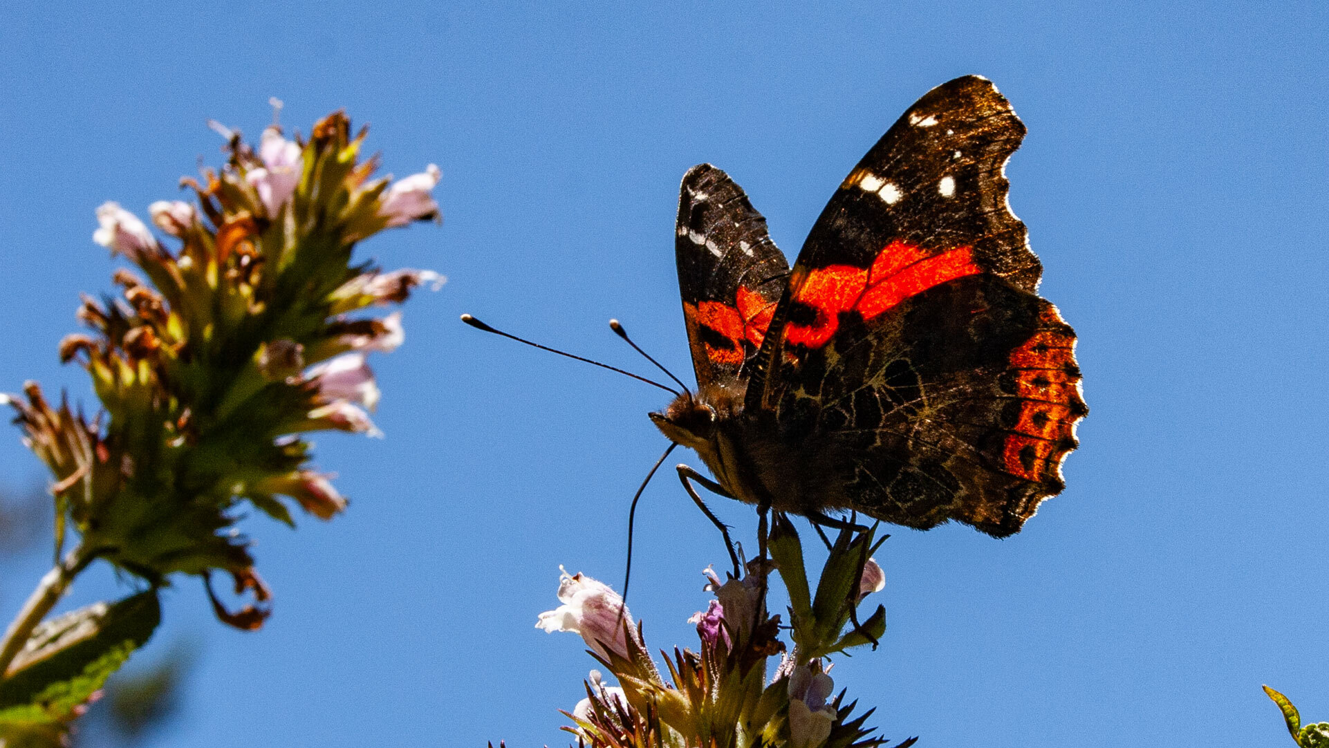 Kanarischer Admiral an den Blüten des Balsamstrauchs.