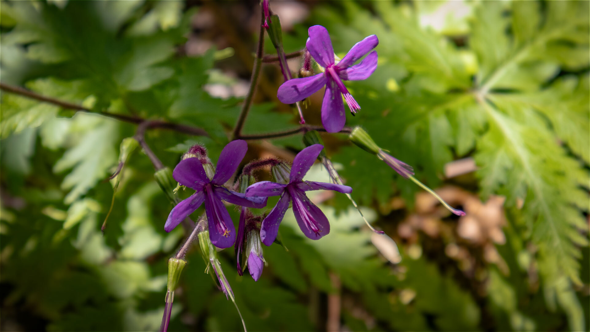 Zart und violett erblüht der Kanaren-Storchschnabel auf den Lichtungen im Garajonay