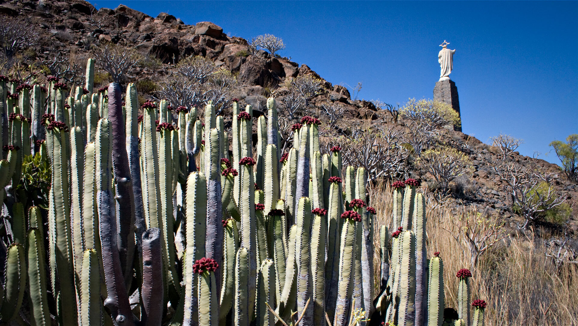 Kandelaber-Wolfsmilch vor dem Monumento al Sagrado Corazón de Jesús.