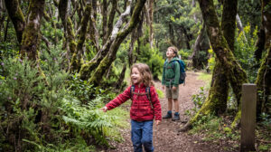 Kinder entdecken den Garajonay-Nationalpark auf La Gomera und seine urtümliche Lorbeerwald-Natur.