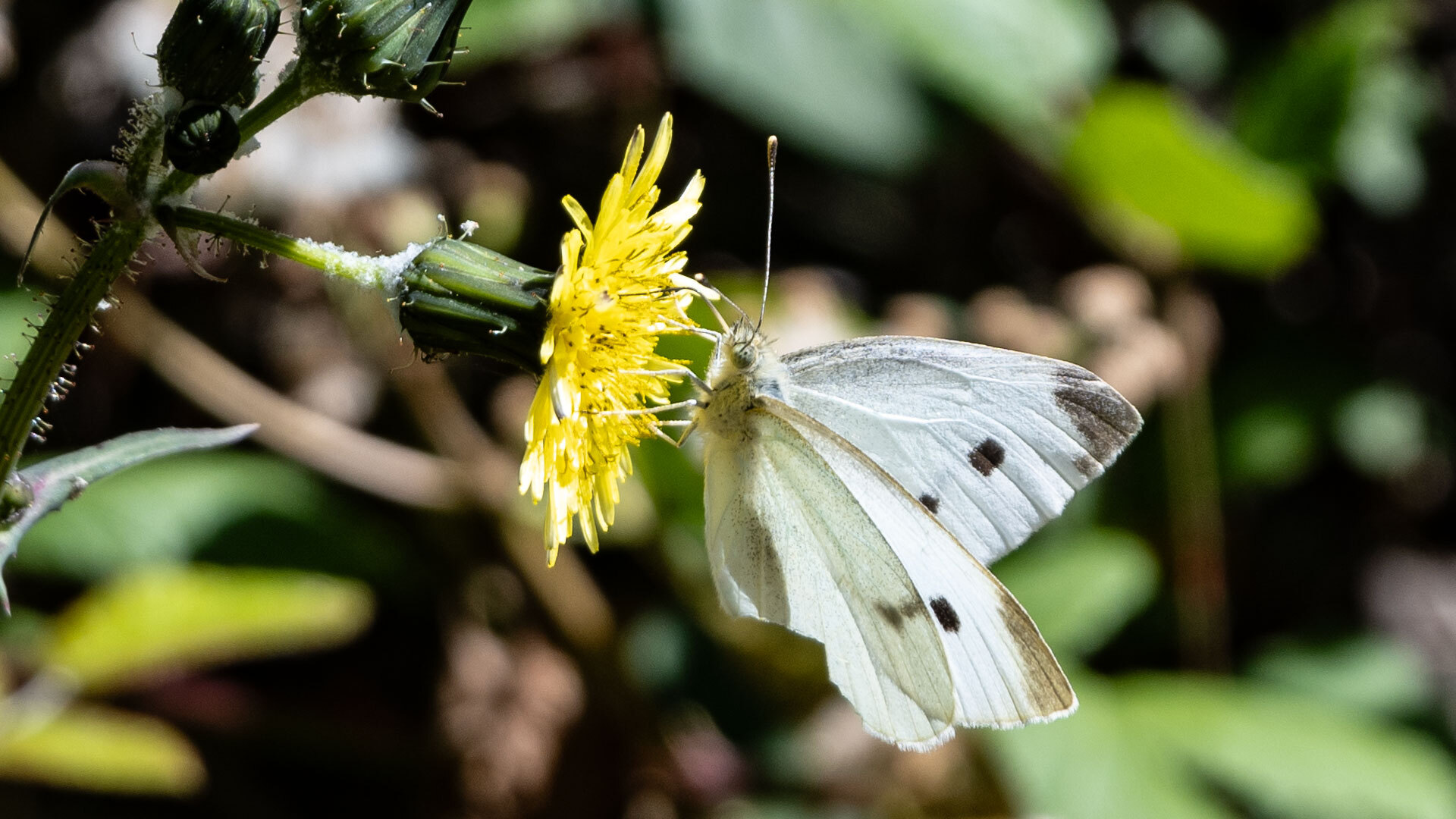 Kleiner Kohlweißling auf gelber Blüte
