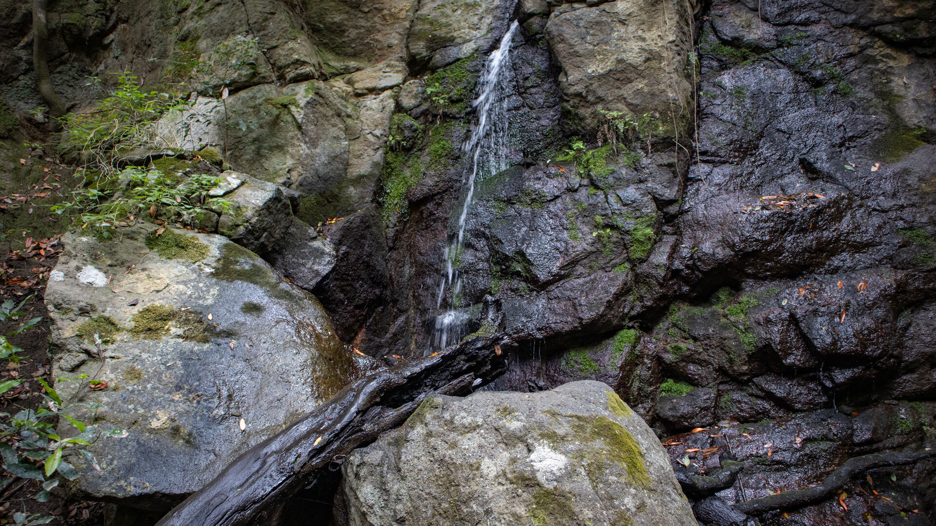 Kleiner Wasserfall über schroffe, bemooste Felsformationen im Barranco del Rejo, Nationalpark Garajonay.