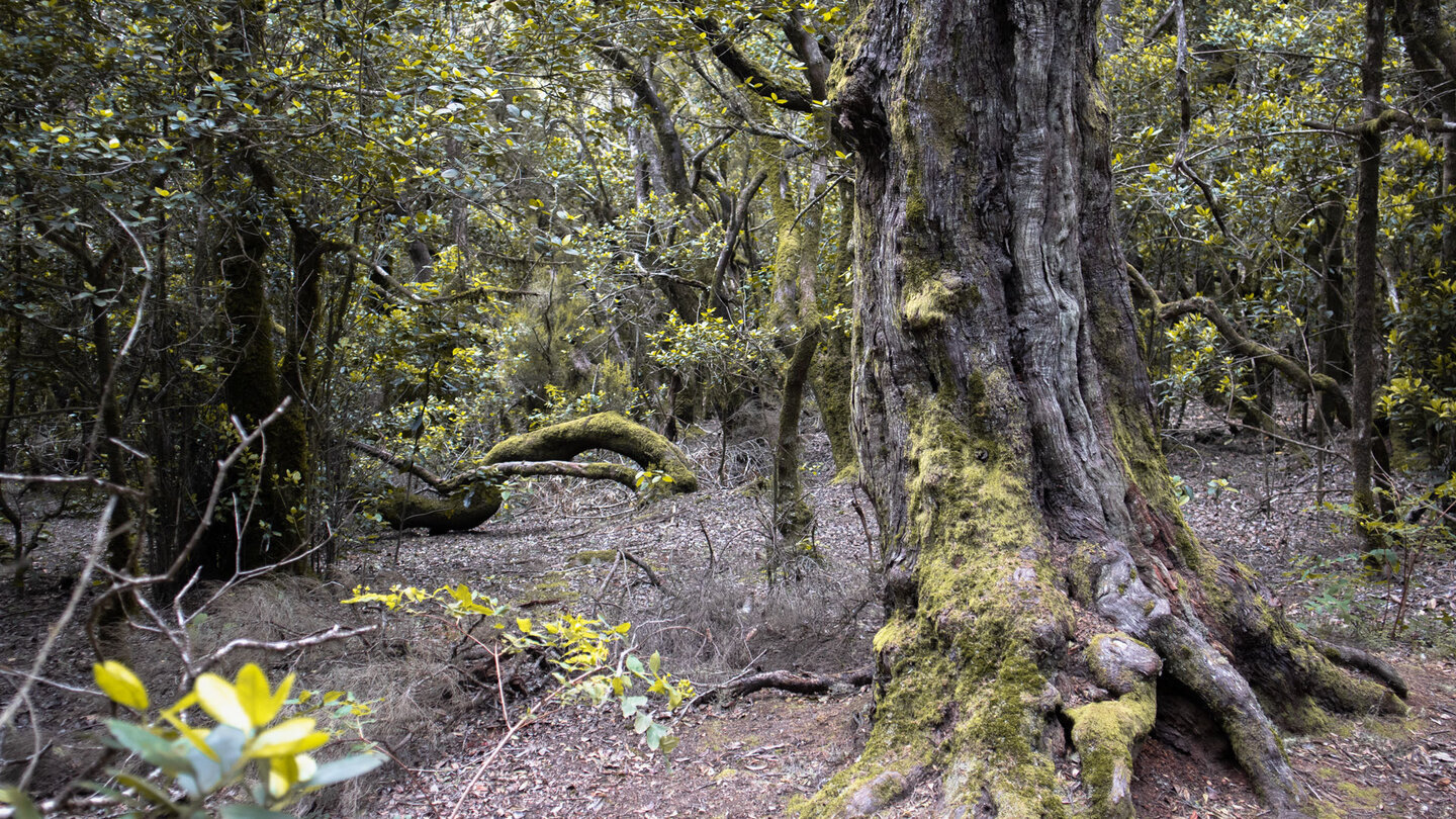 wunderbarer Laurisiva entlang der Wanderung Los Barranquillos