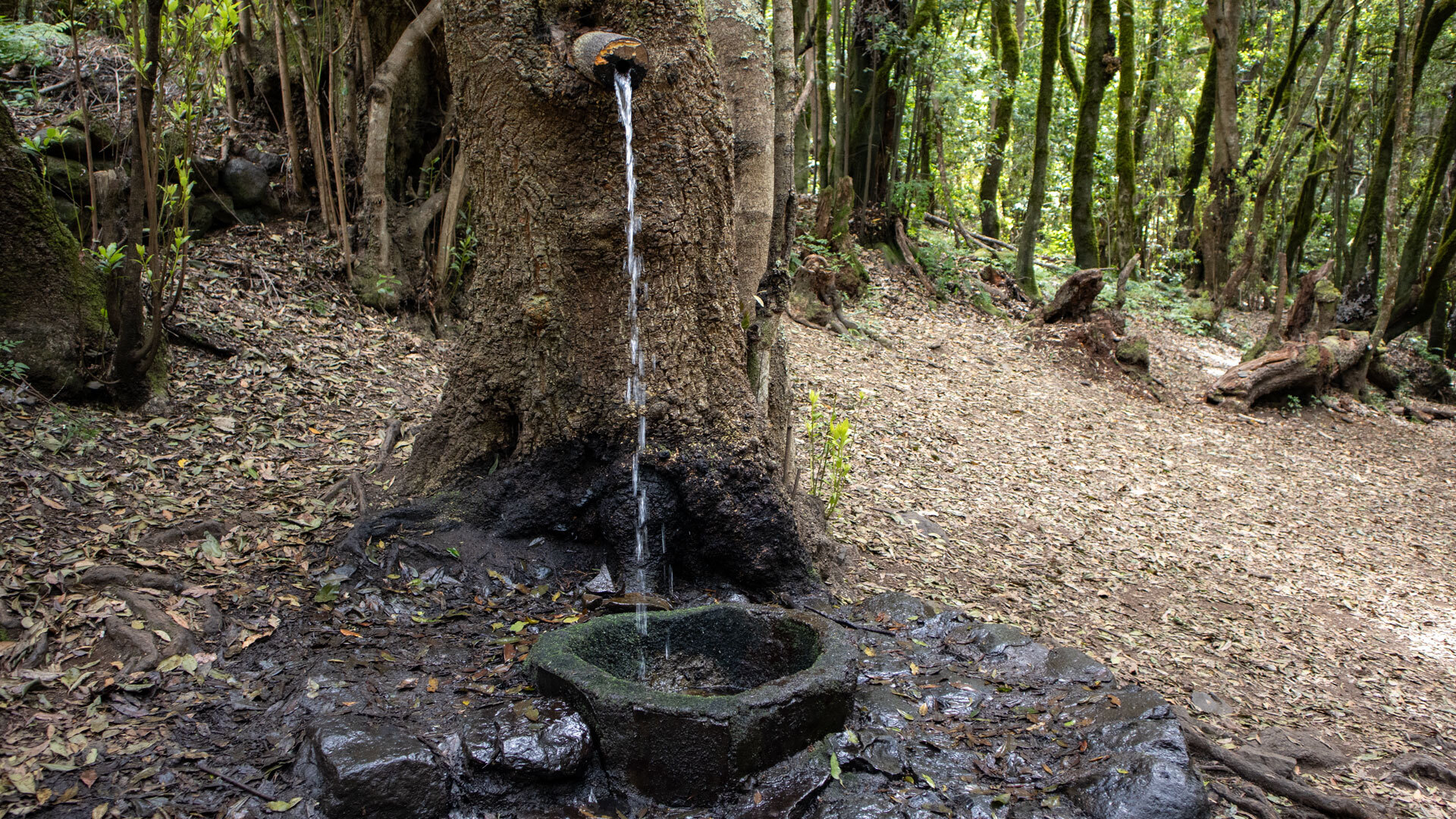 der lebende Baum ist ein Brunnen am Rastplatz bei der Ermita de Lourdes