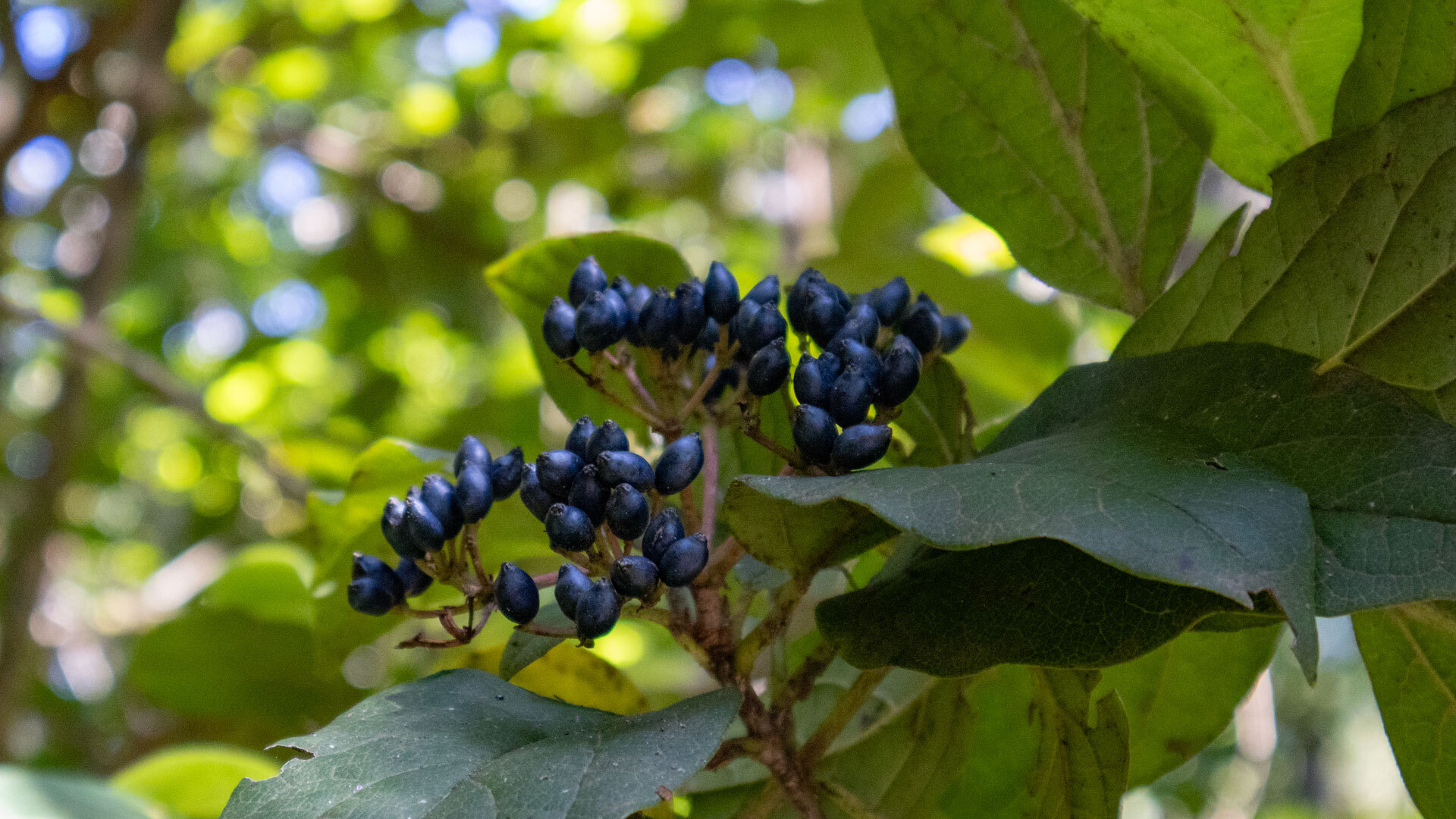 Tiefblaue Beeren des Lorbeerblättrigen Schneeballs hängen dicht gedrängt zwischen sattgrünen Blättern.