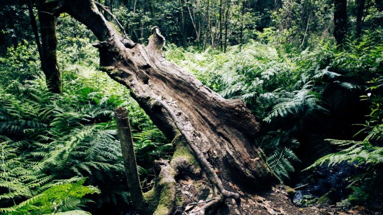Garajonay-Nationalpark, grünes Herz der Insel La Gomera, geprägt von dichtem Lorbeerwald.
