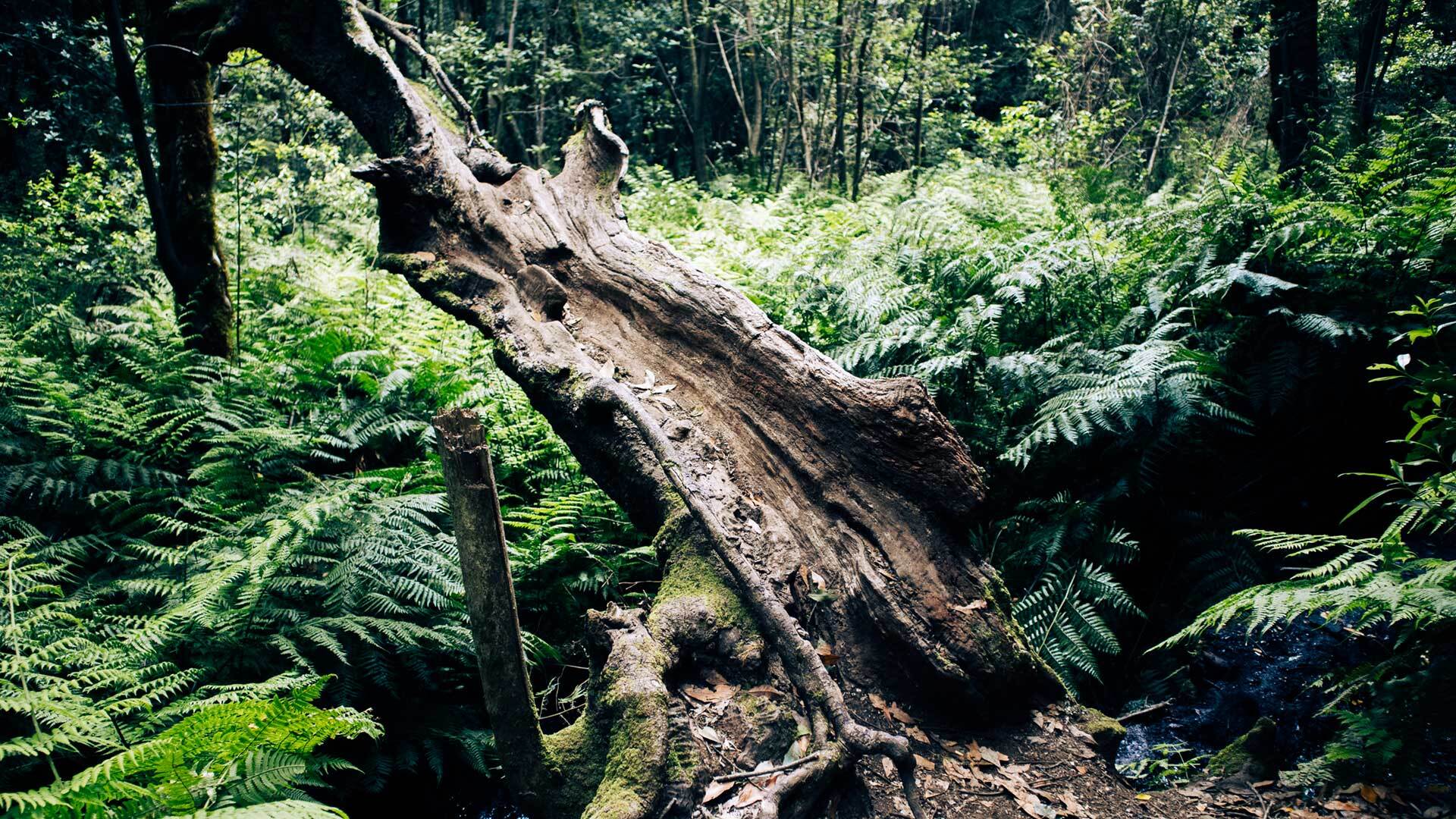 Garajonay-Nationalpark, grünes Herz der Insel La Gomera, geprägt von dichtem Lorbeerwald.