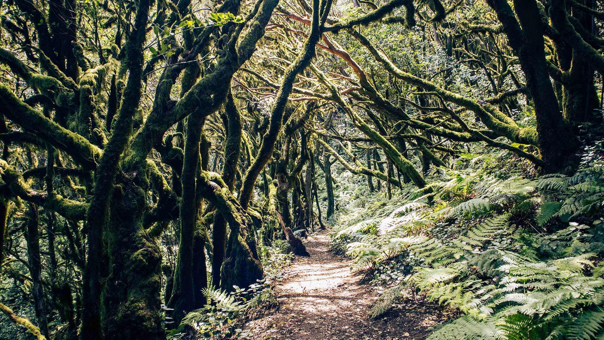 Traumhafte Wanderrouten führen durch den nebligen Lorbeerwald des Nationalparks Garajonay.