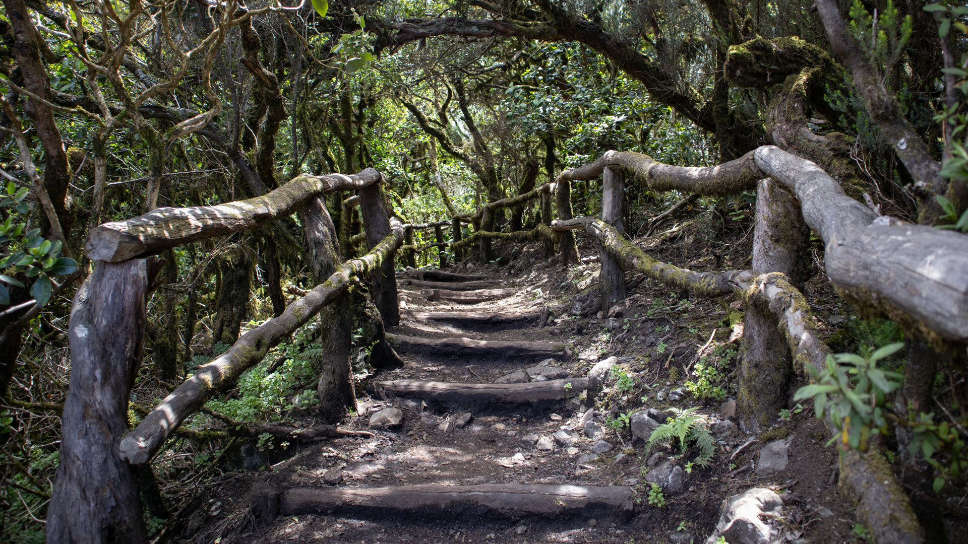 Gut angelegte Wanderwege im Nationalpark Garajonay auf La Gomera.